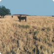 An alluvial plain supporting a moderately dense stand of buffel grass in good condition in the Pilbara