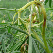 Plants with twisted stems and lesions in the crook of the bend 