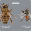 European Honey Bee alongside a Red Dwarf Honey Bee