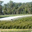 Netted apple demonstration site near Manjimup