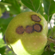 Apple fruit showing the circular scab lesions of severe apple scab infection, note the circular corcky nature of the lesion with a thin white then black border.