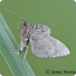 Adult looper moths are about 8 millimeters long and have a wingspan of around 15 millimeters. They are grey with brown bands across the wings and lay eggs singly. Photo courtesy J Horsnell , Charles Sturt Uni