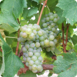 Arneis wine grape