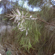 Athel pine branch and flowers