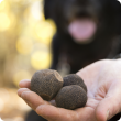 WA truffles with dog in background