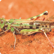 Australian plague locust.