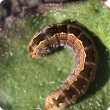 Brown pasture looper caterpillar
