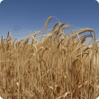 Crop of barley
