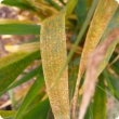 Orange leaf rust pustules on barley leaves