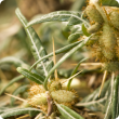 Burrs with hooked spines