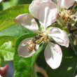 Honey bee visiting an apple flower