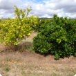 Newhall navel trees on Swingle citrumelo showing sick tree caused by rootstock incompatibility 
