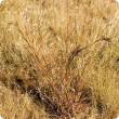Photograph of black speargrass (Heteropogon contortus) in the Kimberley, Western Australia