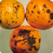 Symptoms of Citrus black spot on oranges