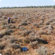 Bluebush-saltbush pasture in good condition with silver saltbush in the Pilbara