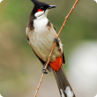 Red-whiskered bulbul (Pycnonotus jocosus) - not indigenous to Australia. Credit: Jay Yeung.