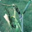 Mature plants: Twisted, fleshy, distorted heads