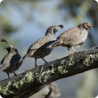 DAFWA has asked Perth hills residents to report any sightings of California quail, distinguished by a black crest. The males (left and middle birds) have a black face with white markings, while the females (right) are brown. Photograph: Warren Metcalfe/Sh