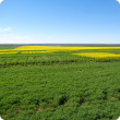 Canola and lupin TOS trial Eradu August 23 2017