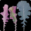 Serrated leaf blades that extend further down the petiole become thickened and roll inwards showing purple undersides 