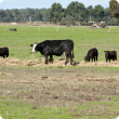 A cow and four calves eating hay in a paddock.