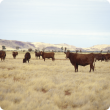 Cattle standing in pastoral area