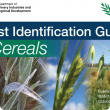 Frost ID Guide front cover with frozen wheat spikes at booting and flowering barley and oats