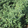 Kabuli chickpea in the Ord showing leaves and pods