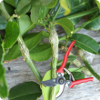 Pruning shears with citrus gall shown on citrus tree branch