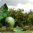 Banner - infected fruit and leaves against citrus plantation