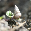 Small conical snail on canola seedling