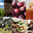 Collage of images showing different food products such as apples, honey, truffles, olive oil, bread