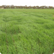 barley growth effects from compction by cropping traffic on a headland
