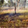 Curly spinifex fire