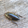 Cockroach on timber.