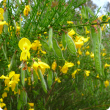 Cytisus scoparius flowers and seed pods