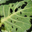 Near fully grown diamondback larvae are 15 to 20mm long and damage cabbage by feeding on leaves which can retard plant growth and reduce crop marketability