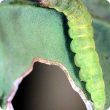 Pale green, cigar-shaped, caterpillar up to 12 millimetres in length.