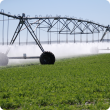 Centre-pivot irrigation of carrots