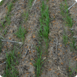 Paired-row furrow sowing of wheat on water repellent sandy gravel