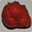 Cat-facing can be a sign of WFT damage in strawberries.