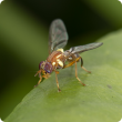 Queensland fruit fly - Bactrocera tryoni