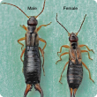 Shiny black insects with light brown legs and rear pincers (Male left, female right)