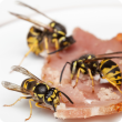 European wasps feeding on bacon