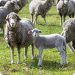 ewe and lamb in paddock