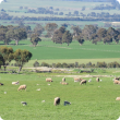 Ewes and lambs grazing in a paddock