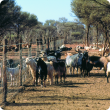 Feral goats along a fence line.