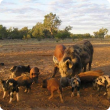 Feral pigs feeding at a bait station.