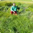 Three months of winter active Tall Fescue growth with farmer John Mottram at Manjimup WA. Photo taken prior to autumn pasture cuts at the beginning of June 2013