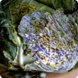 Cabbage showing necrotic flecks and patches characteristic of turnip mosaic virus